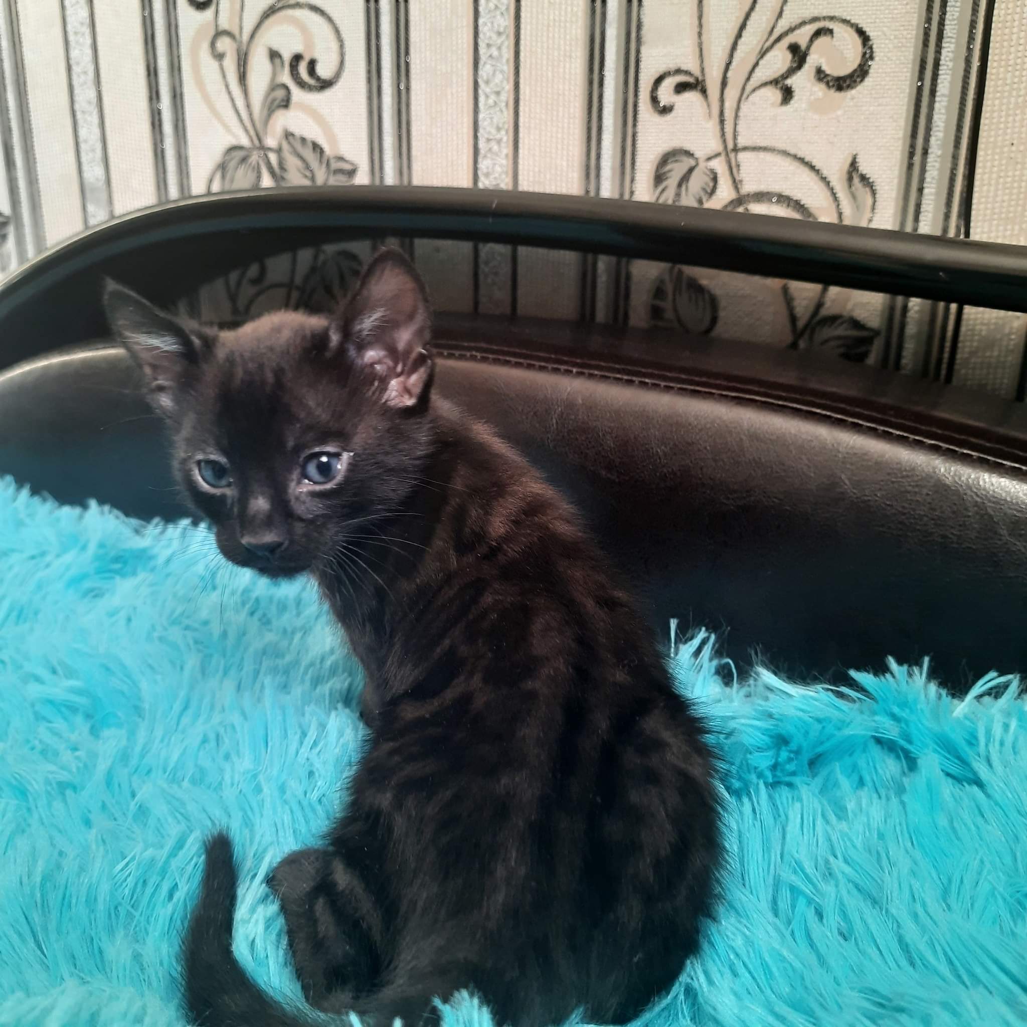 Melanistic Bengal Kitten