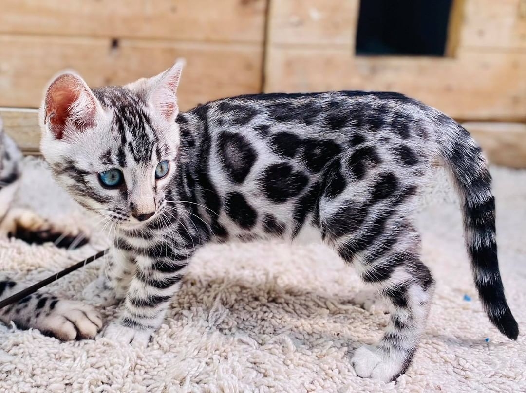 Silver Bengal kitten